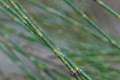 Allocasuarina torulosa