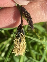 Carex macrochaeta