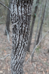 Allocasuarina torulosa