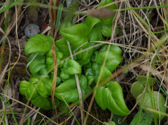 Valeriana pyramidalis