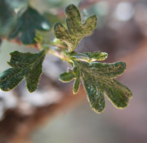 Antelope Bitterbrush
