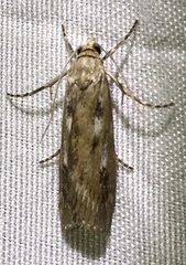 Occidentalia comptulatalis