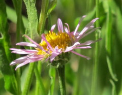 Erigeron aliceae