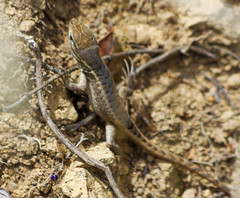 Stenocercus guentheri