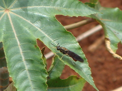 Hermetia relicta