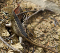 Stenocercus guentheri