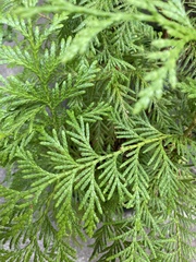 Thuja plicata