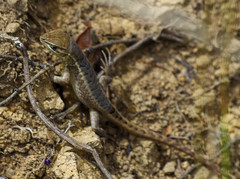 Stenocercus guentheri