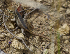 Stenocercus guentheri