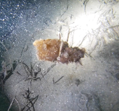 Colpomenia tuberculata