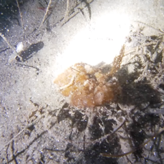 Colpomenia tuberculata