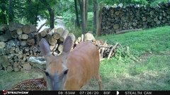 Odocoileus virginianus