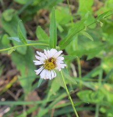 Erigeron aliceae