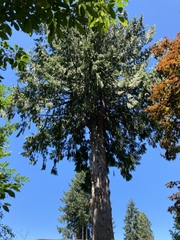 Thuja plicata