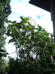 Ficus dammaropsis