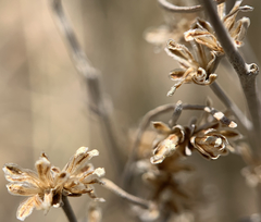 Artemisia tripartita tripartita