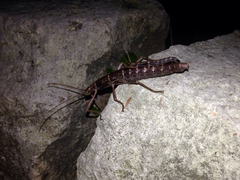 Anisomorpha ferruginea