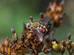 Epalpus