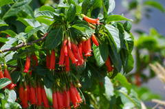 Iochroma fuchsioides