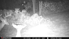 Odocoileus virginianus