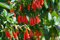Iochroma fuchsioides
