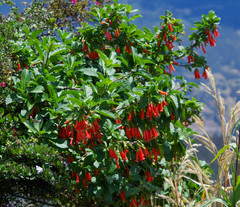 Iochroma fuchsioides