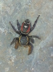 Phidippus cruentus