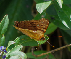 Hypanartia dione
