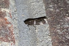 Quasisalebria atratella