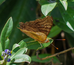 Hypanartia dione