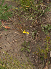 Goodenia paniculata