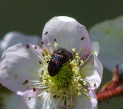 Astylus bourgeoisi