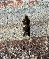 Quasisalebria atratella