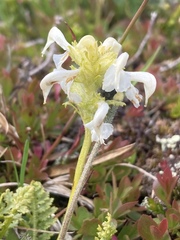 Pedicularis ornithorhynchos