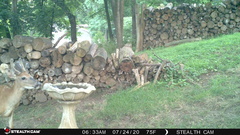 Odocoileus virginianus