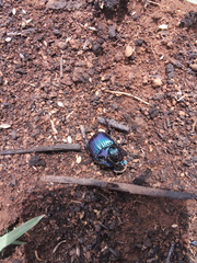 Phanaeus furiosus