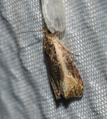 Olethreutes nigranum