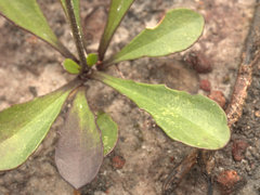 Goodenia paniculata