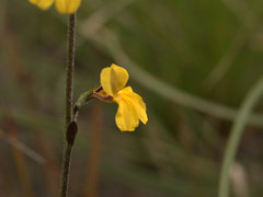 Goodenia paniculata
