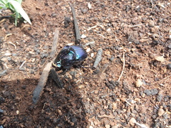 Phanaeus furiosus