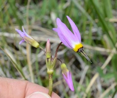 Dodecatheon