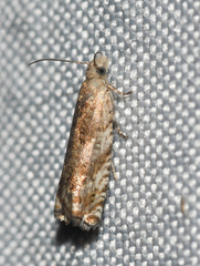 Epinotia solicitana
