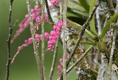 Rodriguezia lanceolata