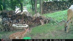 Odocoileus virginianus