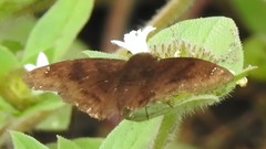 Pellicia