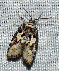 Acleris variana