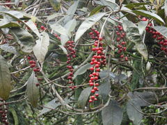 Citharexylum subflavescens