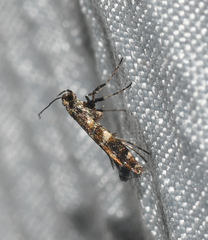 Gracillaria syringella