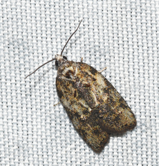 Acleris variana