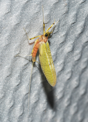 Stenacron interpunctatum interpunctatum